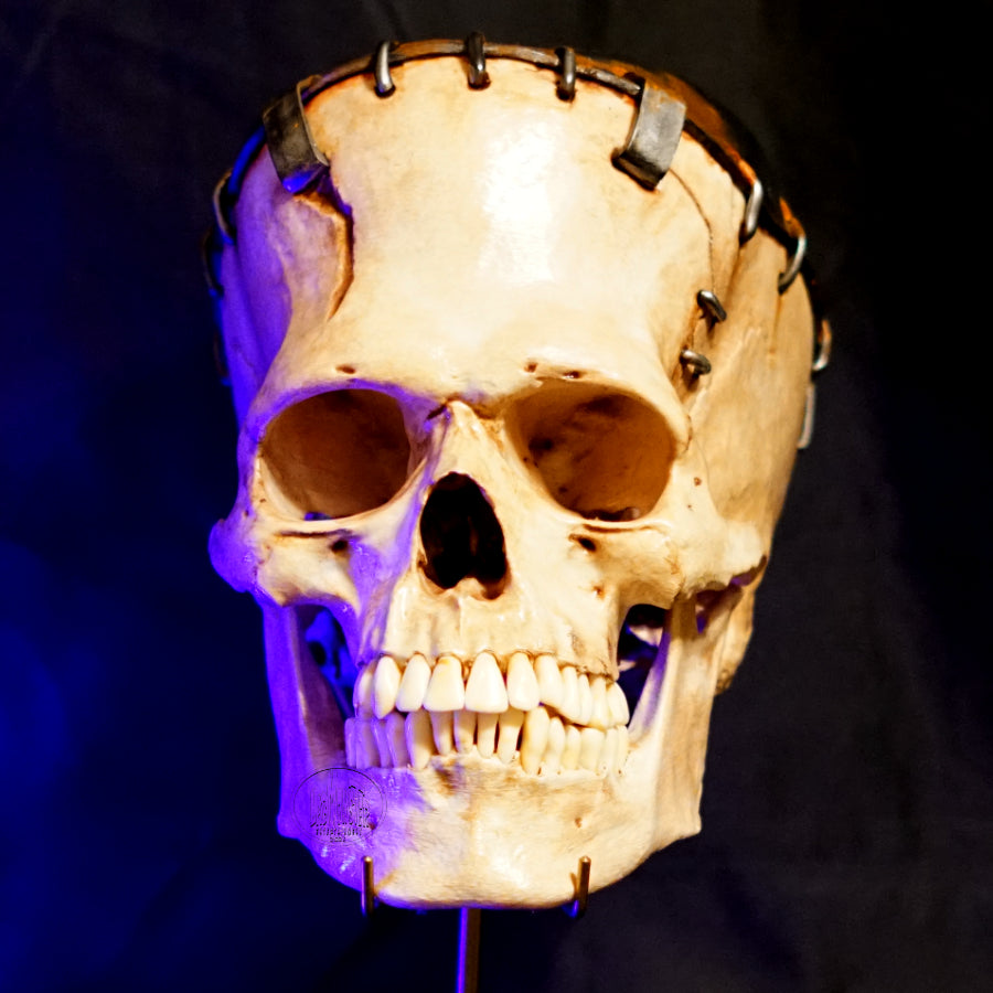 Life-Size Frankensetin Monster Skull Replica