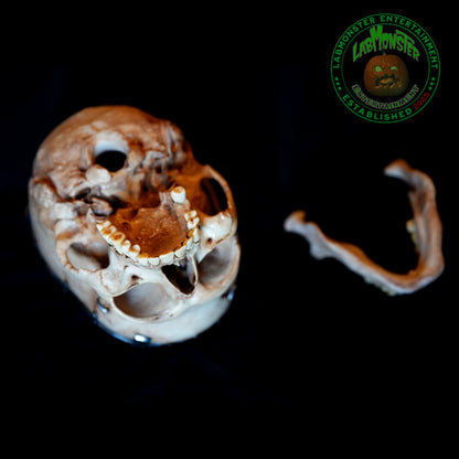 Life-Size Frankensetin Monster Skull Replica