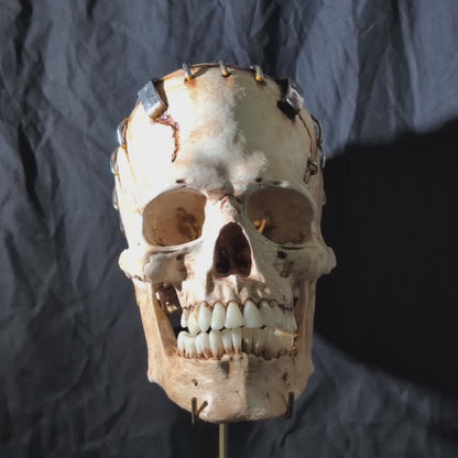 Life-Size Frankensetin Monster Skull Replica
